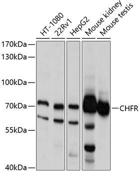 Anti-CHFR Antibody (CAB10447)