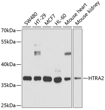 Anti-HTRA2 Antibody (CAB5762)