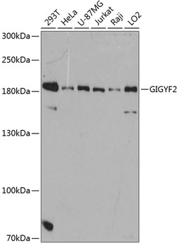 Anti-GIGYF2 Antibody (CAB12069)