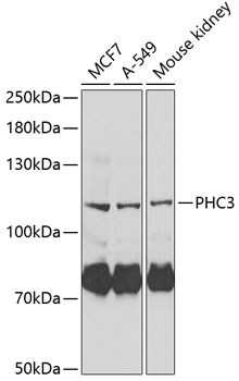 Anti-PHC3 Antibody (CAB6479)