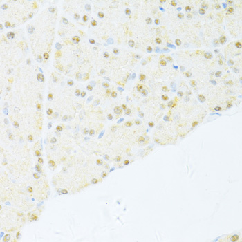 Anti-PXR Antibody (CAB1583)