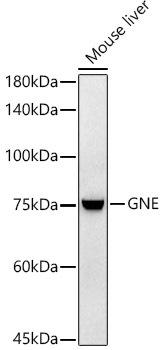 Western blot analysis of extracts of Mouse liver, using GNE antibody at 1:1000 dilution. Secondary antibody: HRP Goat Anti-Rabbit IgG (H+L) at 1:10000 dilution. Lysates/proteins: 25ug per lane. Blocking buffer: 3% nonfat dry milk in TBST. Detection: ECL Enhanced Kit. Exposure time: 60s.