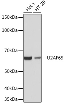 Anti-U2AF65 Antibody (CAB4552)