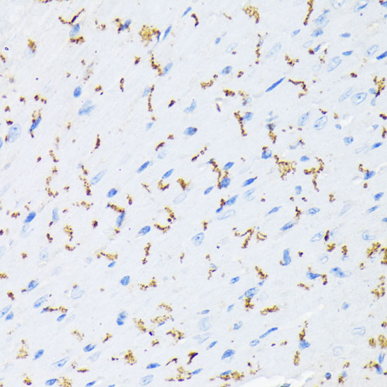 Anti-Phospho-GJA1-S368 pAb (CABP0876)