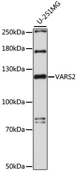 Anti-VARS2 Antibody (CAB15484)