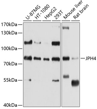 Anti-JPH4 Antibody (CAB10333)