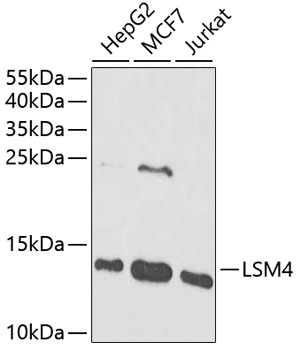 Anti-LSM4 Antibody (CAB13588)