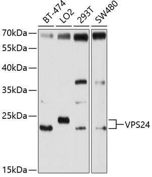 Anti-VPS24 Antibody (CAB10306)