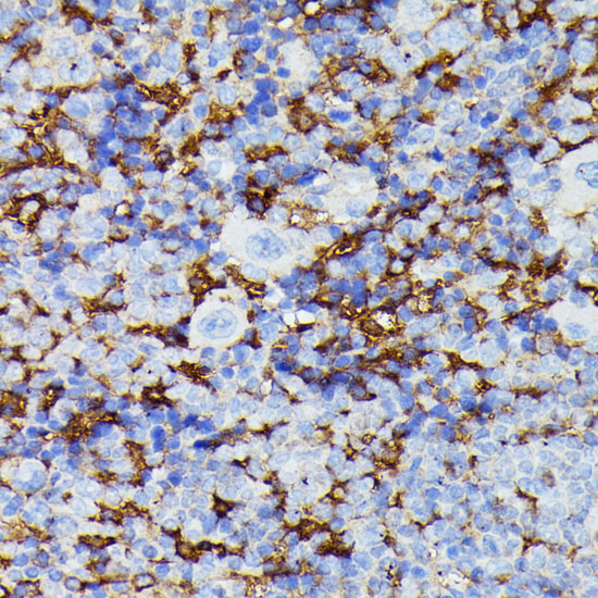 Anti-MMP25 Antibody (CAB15886)