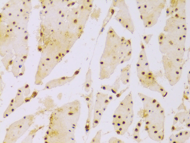 Anti-Histone H2B Antibody [KO Validated] (CAB1958)