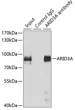 Anti-ARID3A Antibody (CAB7668)