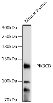 Anti-PIK3CD Antibody (CAB16277)