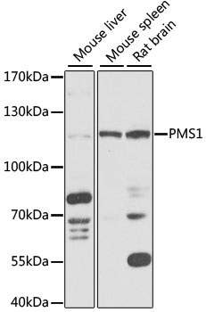 Anti-PMS1 Antibody (CAB14046)