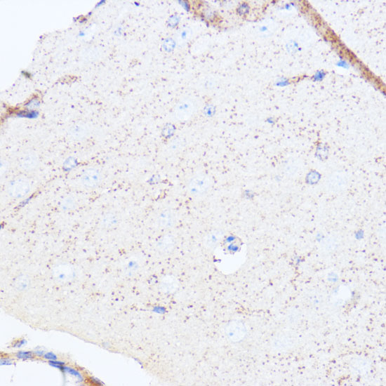 Anti-MAOA Antibody (CAB1354)