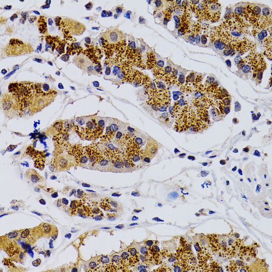 Anti-CDK7 Antibody (CAB1694)