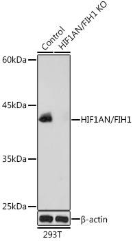 Anti-HIF1AN/FIH1 Antibody [KO Validated] (CAB5466)