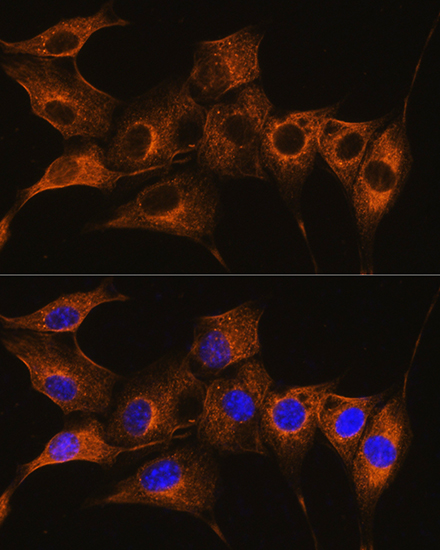 Anti-C7 Antibody (CAB5394)