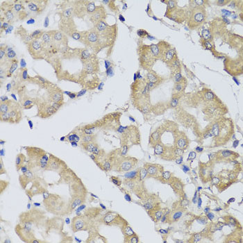 Anti-BPGM Antibody (CAB7880)