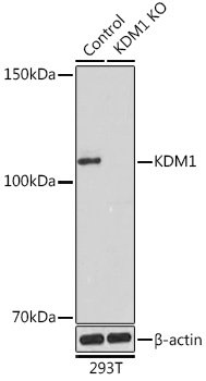 Anti-KDM1 Antibody [KO Validated] (CAB15794)