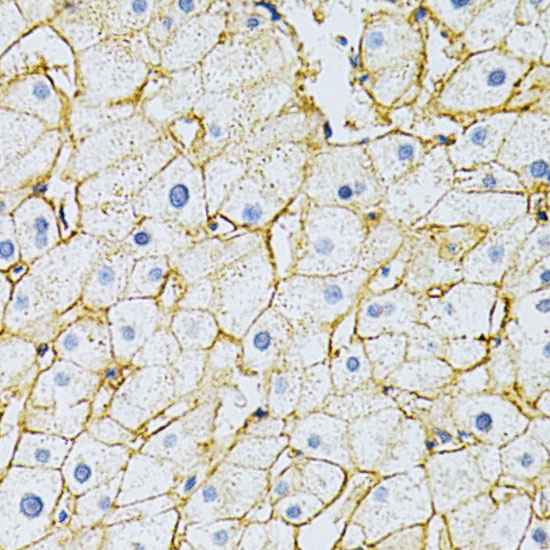 Anti-BSG Antibody (CAB1566)