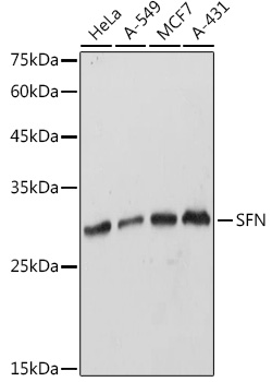 Anti-SFN Antibody (CAB1026)