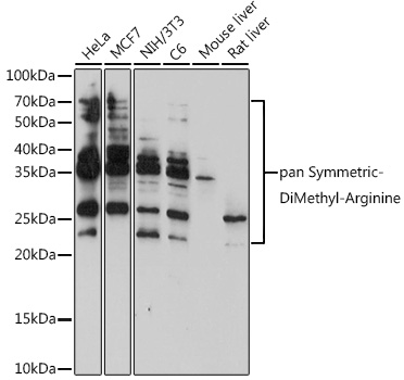 Anti-pan-Symmetric-Di-Methyl Arginine Antibody (CAB18261)