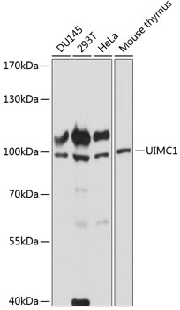 Anti-UIMC1 Antibody (CAB14512)
