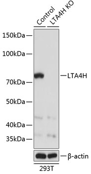 Anti-LTA4H Antibody [KO Validated] (CAB19940)