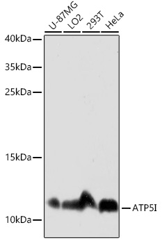 Anti-ATP5I Antibody (CAB16769)