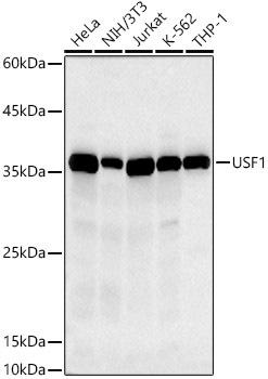 Western blot analysis of extracts of various cell lines, using USF1 antibody at 1:500 dilution. Secondary antibody: HRP Goat Anti-Rabbit IgG (H+L) at 1:10000 dilution. Lysates/proteins: 25ug per lane. Blocking buffer: 3% nonfat dry milk in TBST. Detection: ECL Basic Kit. Exposure time: 30s.