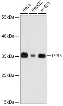 Anti-IFI35 Antibody (CAB16384)