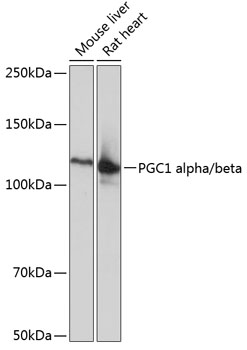 Anti-PGC1 alpha/beta Antibody (CAB19674)