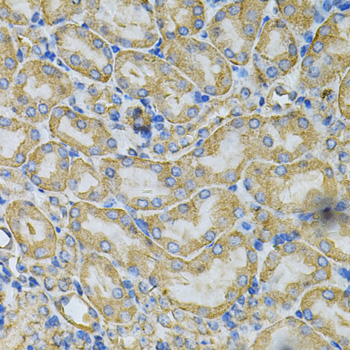 Anti-Hsp90 beta Antibody (CAB1087)