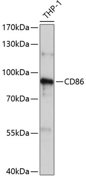 Anti-CD86 Antibody (CAB1199)