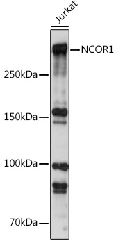 Anti-NCOR1 Antibody (CAB7046)