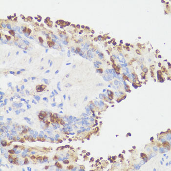 Anti-EEF1G Antibody (CAB2721)