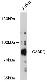 Anti-GABRQ Antibody (CAB13226)