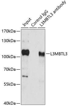 Anti-L3MBTL3 Antibody [KO Validated] (CAB7289)