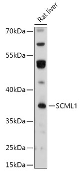 Anti-SCML1 Antibody (CAB17529)