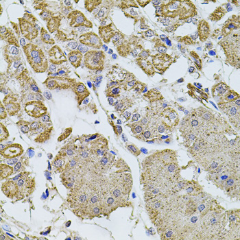 Anti-WISP2 Antibody (CAB12541)