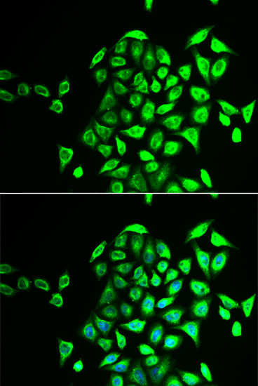 Anti-NAPG Antibody (CAB6432)