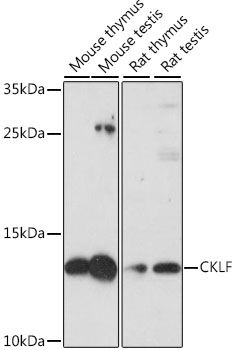 Anti-CKLF Antibody (CAB16528)