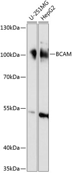 Anti-BCAM Antibody (CAB14748)