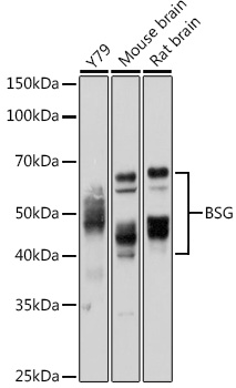 Anti-BSG Antibody (CAB1566)