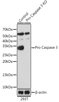 Anti-active + pro Caspase-3 Antibody [KO Validated] (CAB19654)