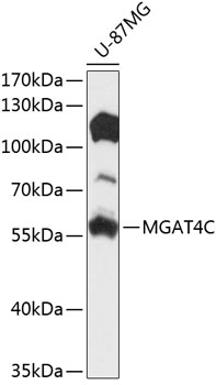 Anti-MGAT4C Antibody (CAB14326)