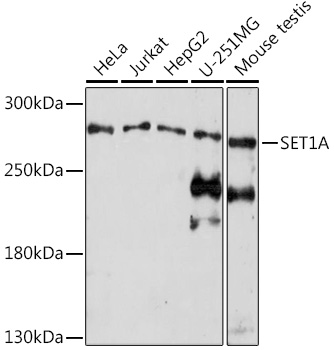 Anti-SET1A Antibody (CAB18231)