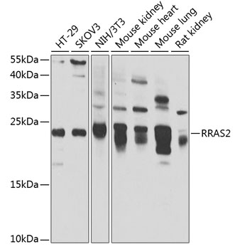 Anti-RRAS2 Antibody (CAB7076)