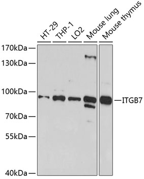 Anti-ITGB7 Antibody (CAB5873)