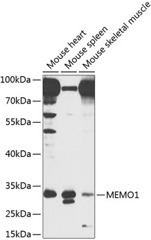 Anti-Protein MEMO1 Polyclonal Antibody (CAB8582)